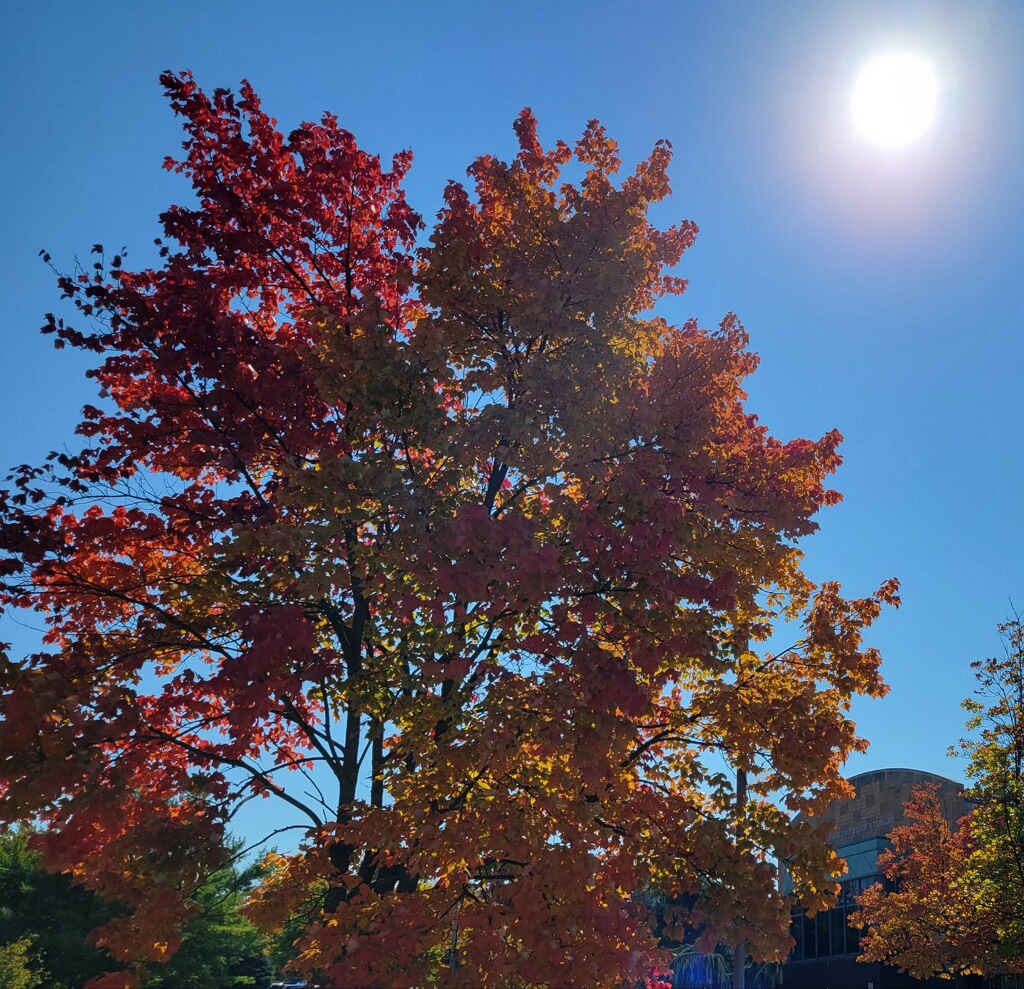 Autumn on KU’s campus